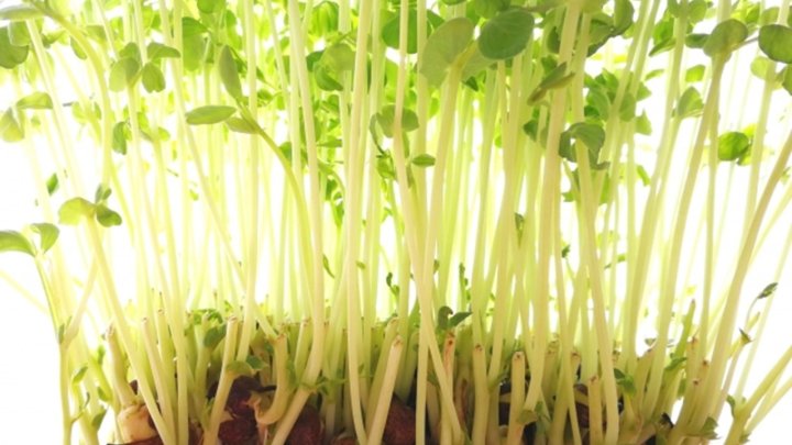 食材 記事 サムネイル