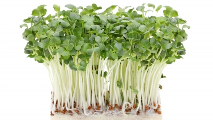 食材 記事 サムネイル