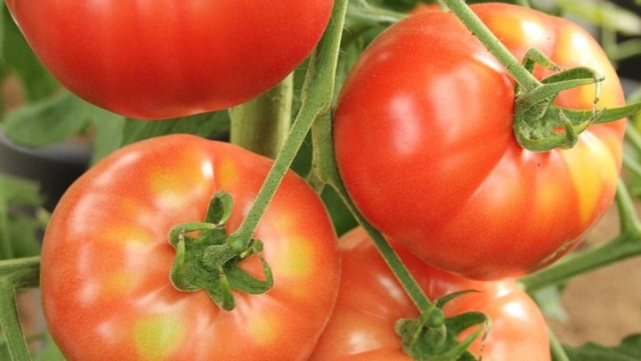 食材 記事 サムネイル